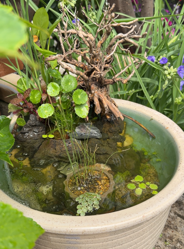 メダカビオトープの作り方
